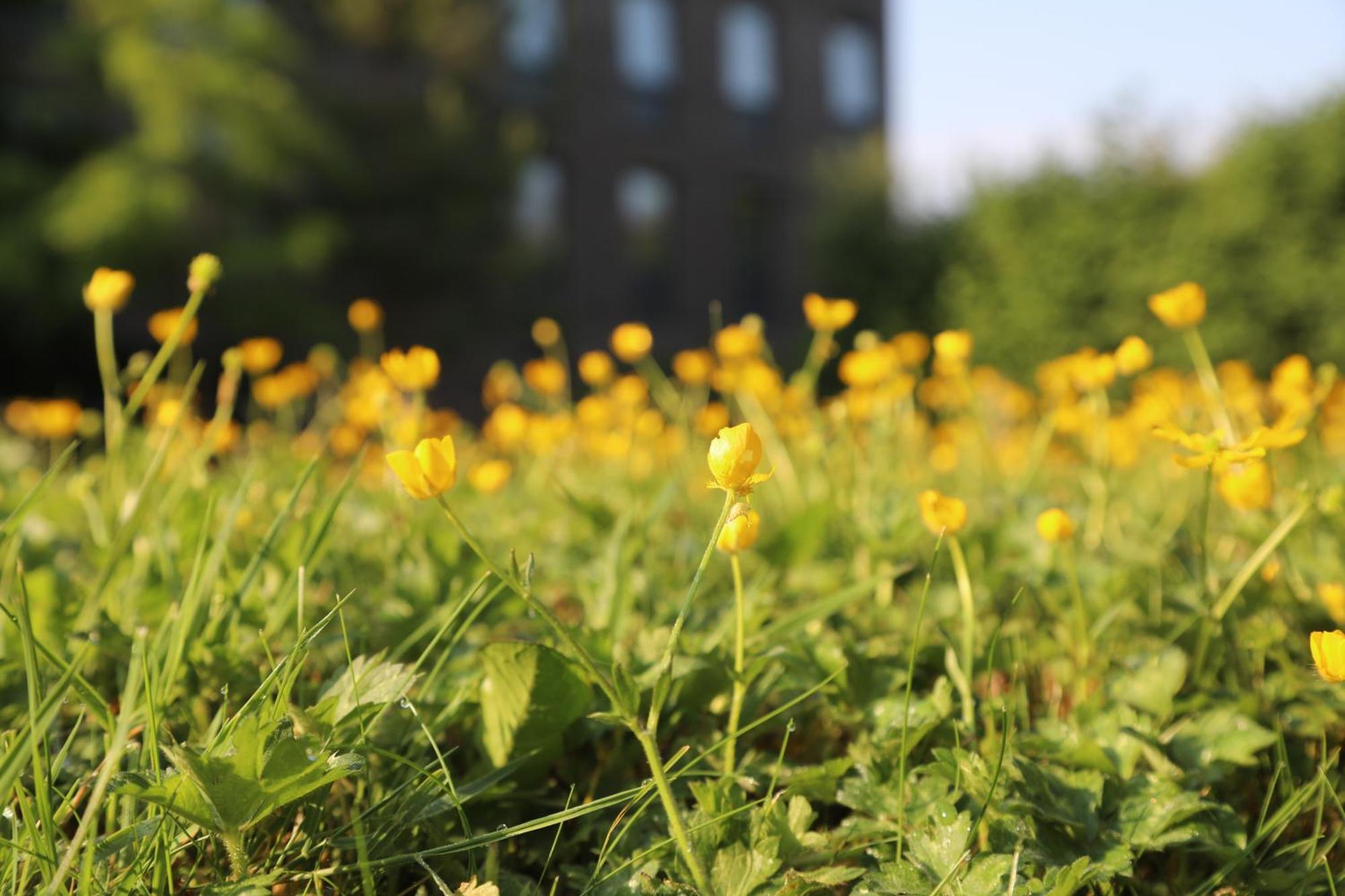 Goldcrest Village Rooms University Of Galway Ngoại thất bức ảnh